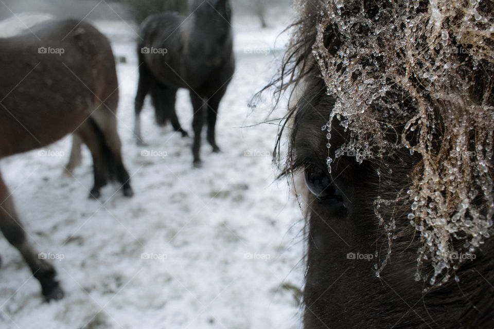 horse in the snow