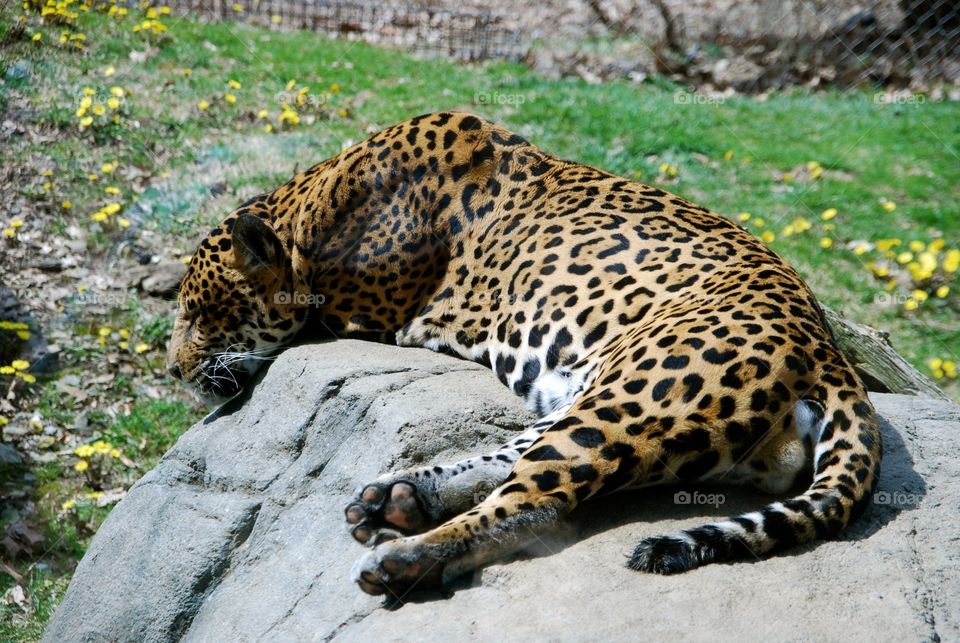 Leopard