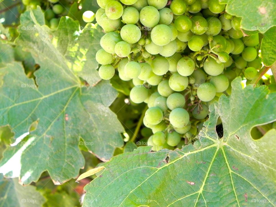 Grapes at a South African vineyard 