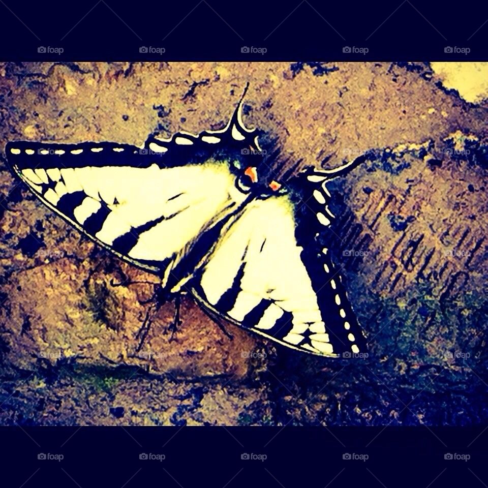Butterfly