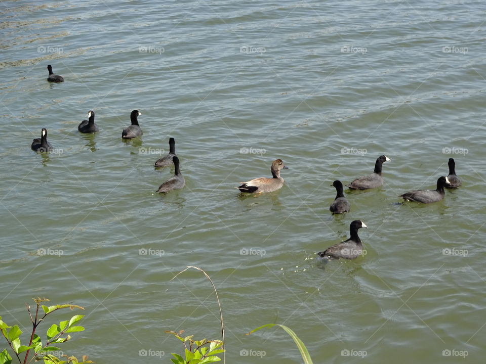 ducks at lady bird