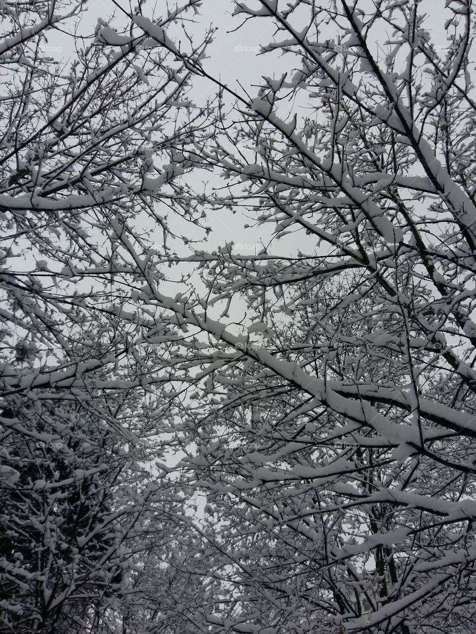 Snowy trees