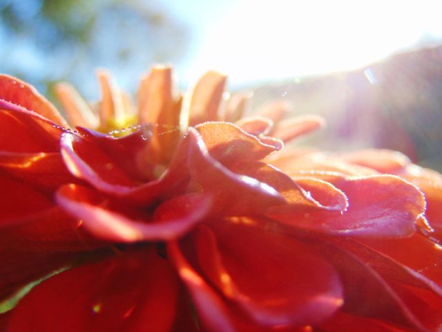 Zinnia Sunrise