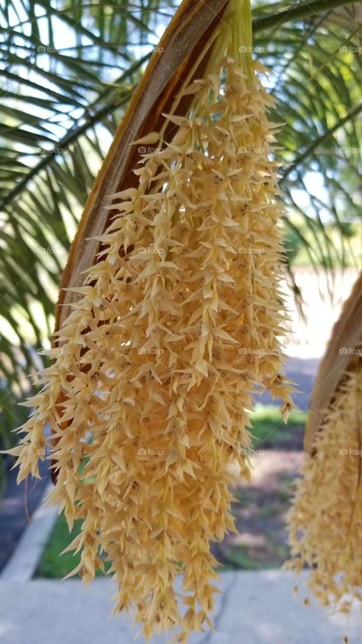 palm frawns