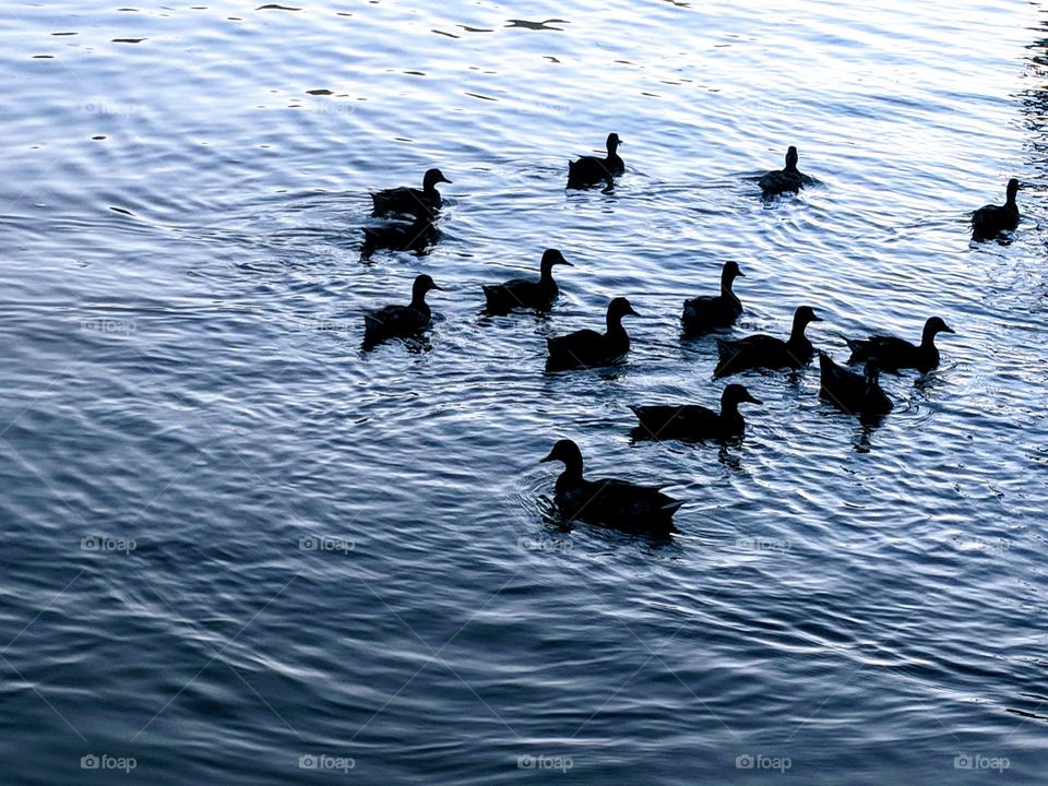 ducks swimming on water
