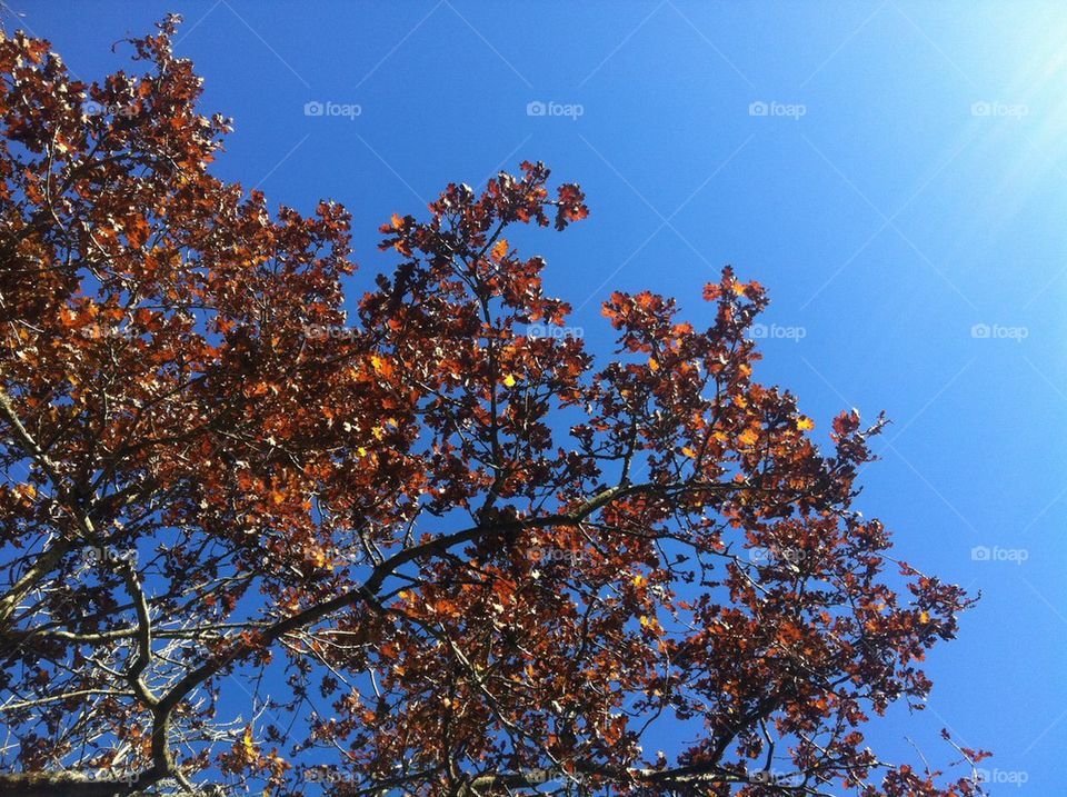 Autumn sky