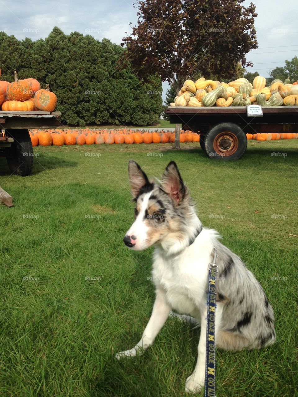 Trip to Johnsons Pumpkin Farm with my pup.