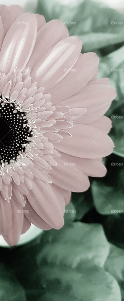 Using imagination a picture of a big daisy flower with beautiful details. Light pink Half shot.