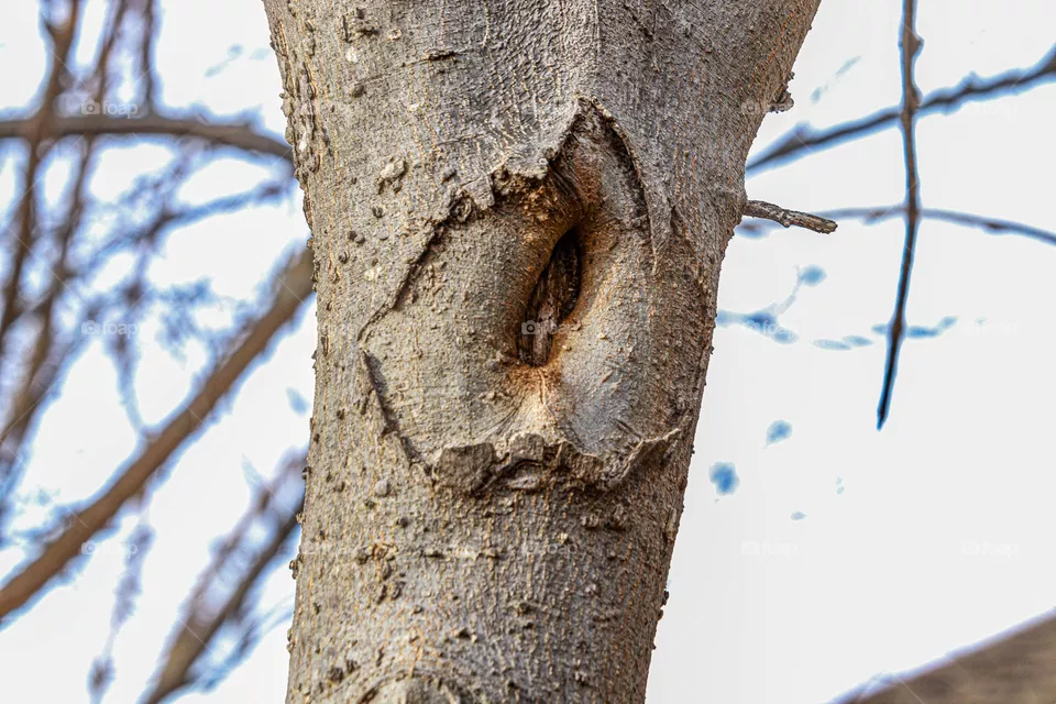 hole in tree