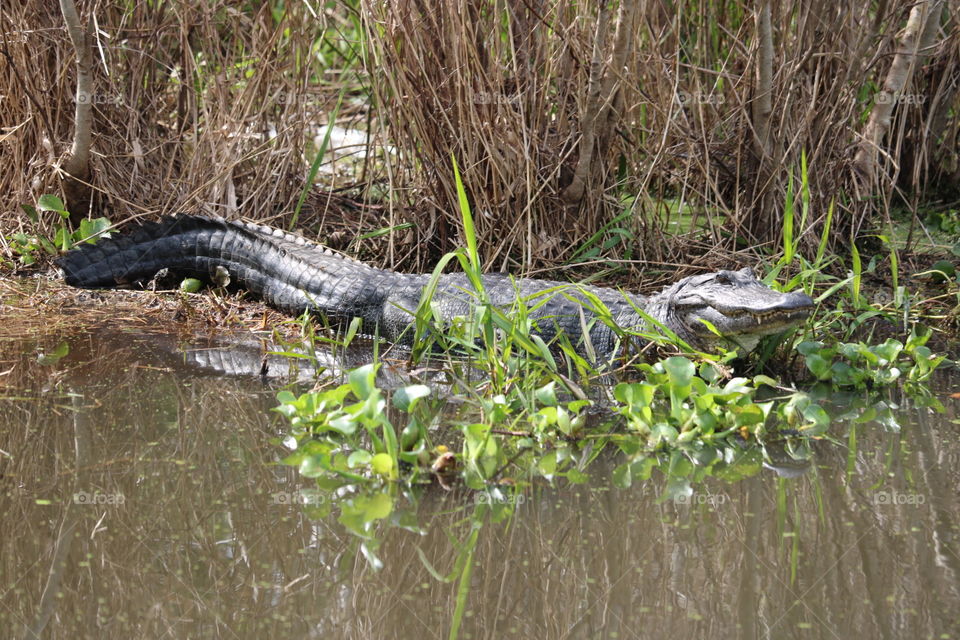 Alligator on a bank in Louisiana.