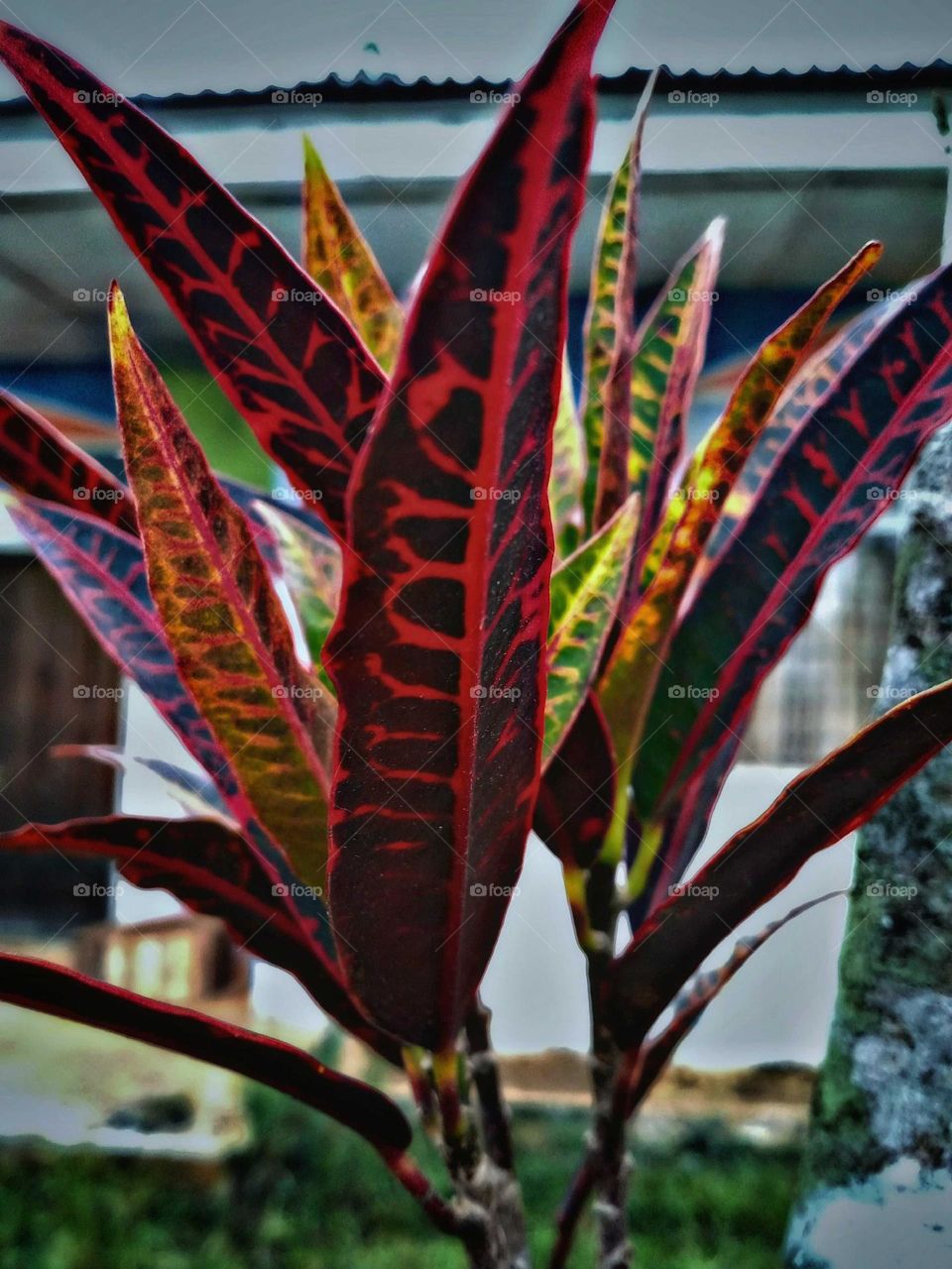 colored leaf photos