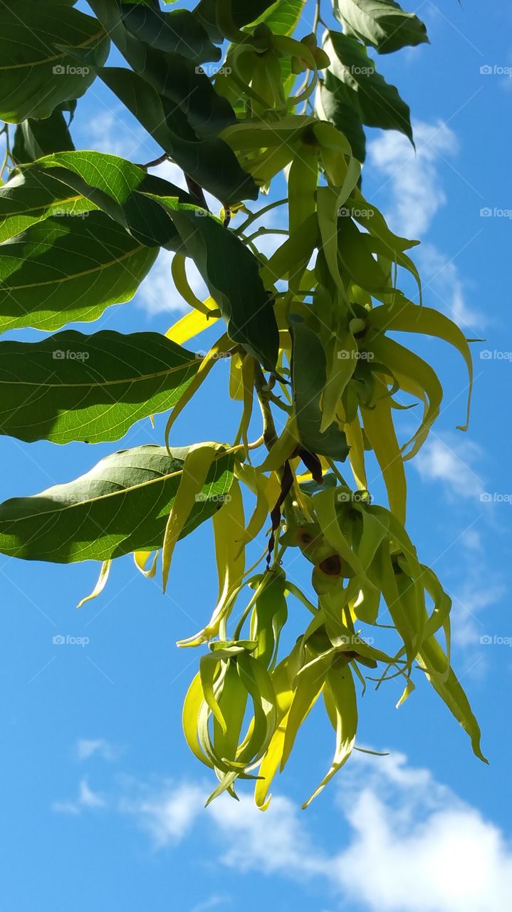 Ylang ylang tree with flowers
