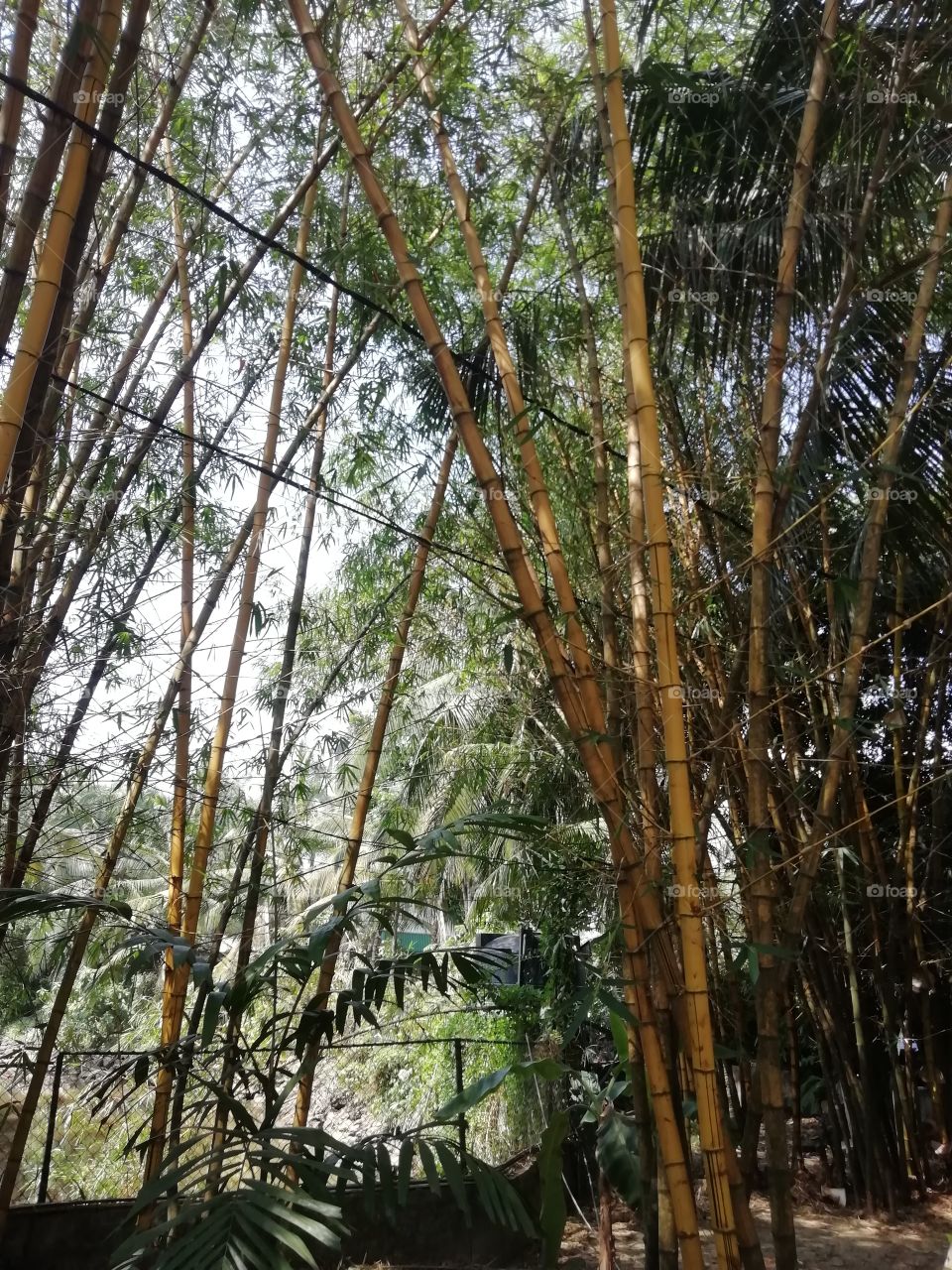 Bamboo trees at the resort