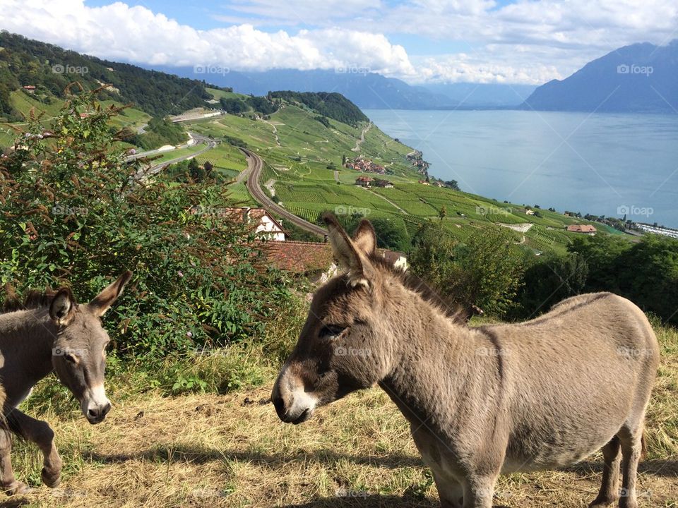 Ânes dans les vignobles de Lavaux