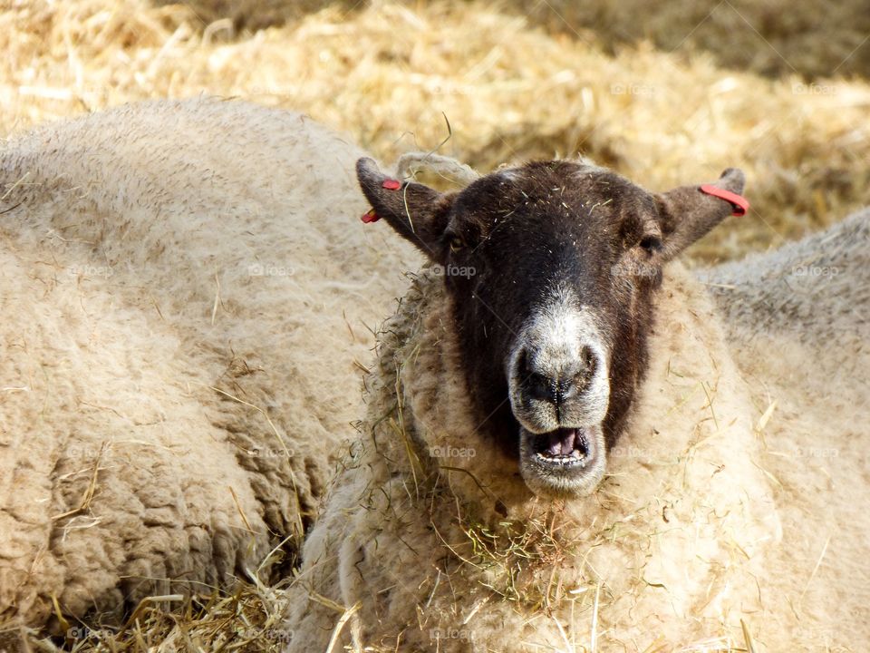 Sheep in straw