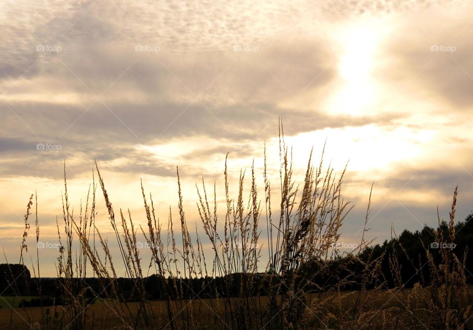 grass in sunset