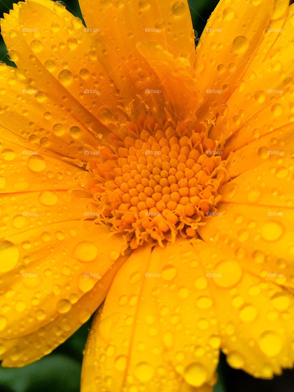 Captured with iPhone 6s Plus 