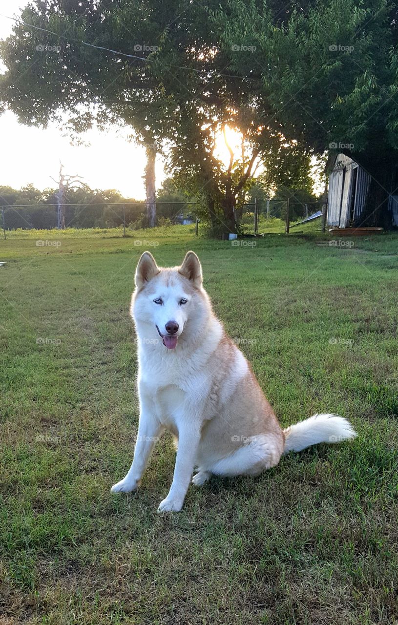 Siberian husky sitting on grass field