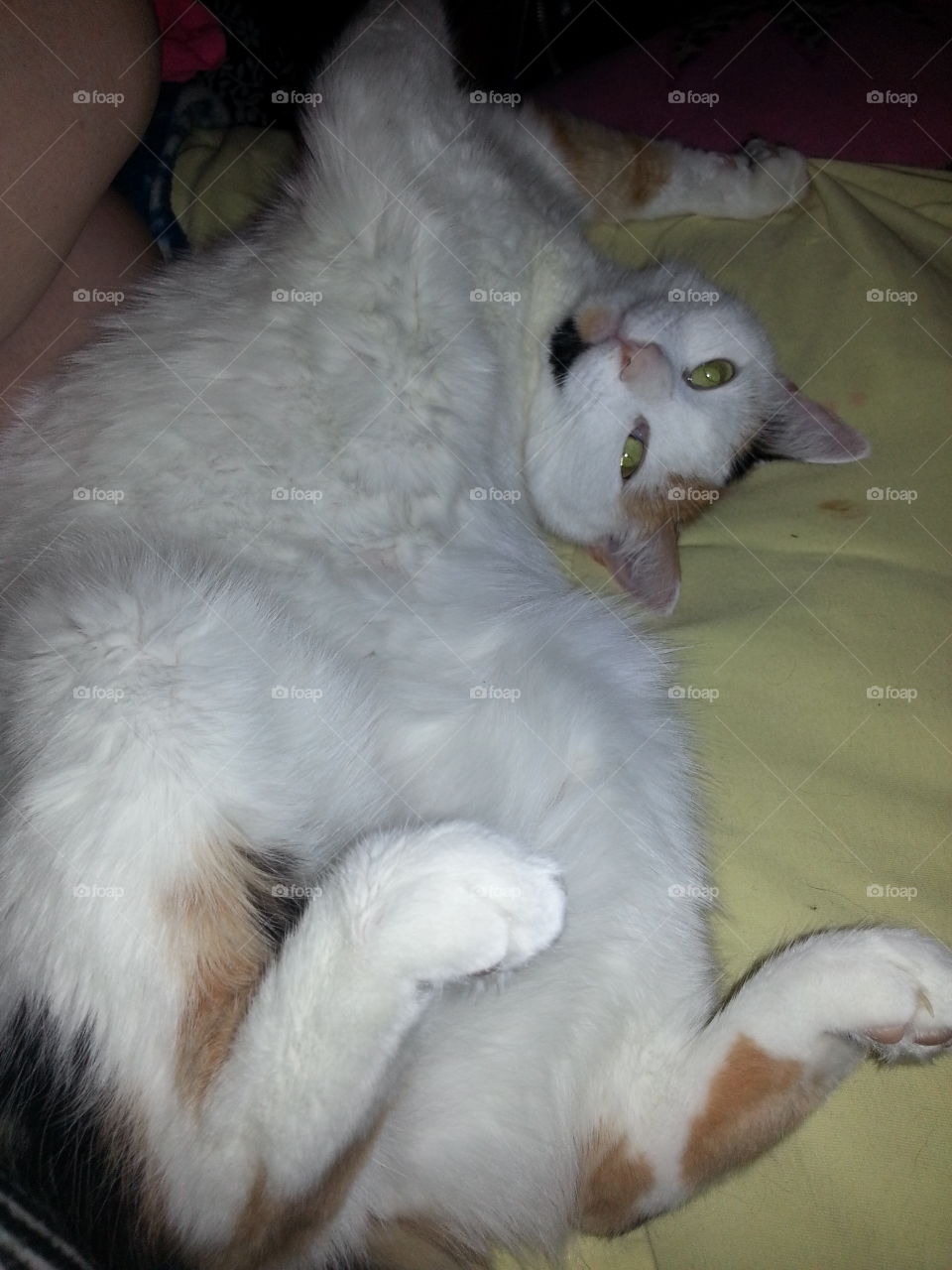 silly kitty. my cat Sprinkles waiting for a tummy rub