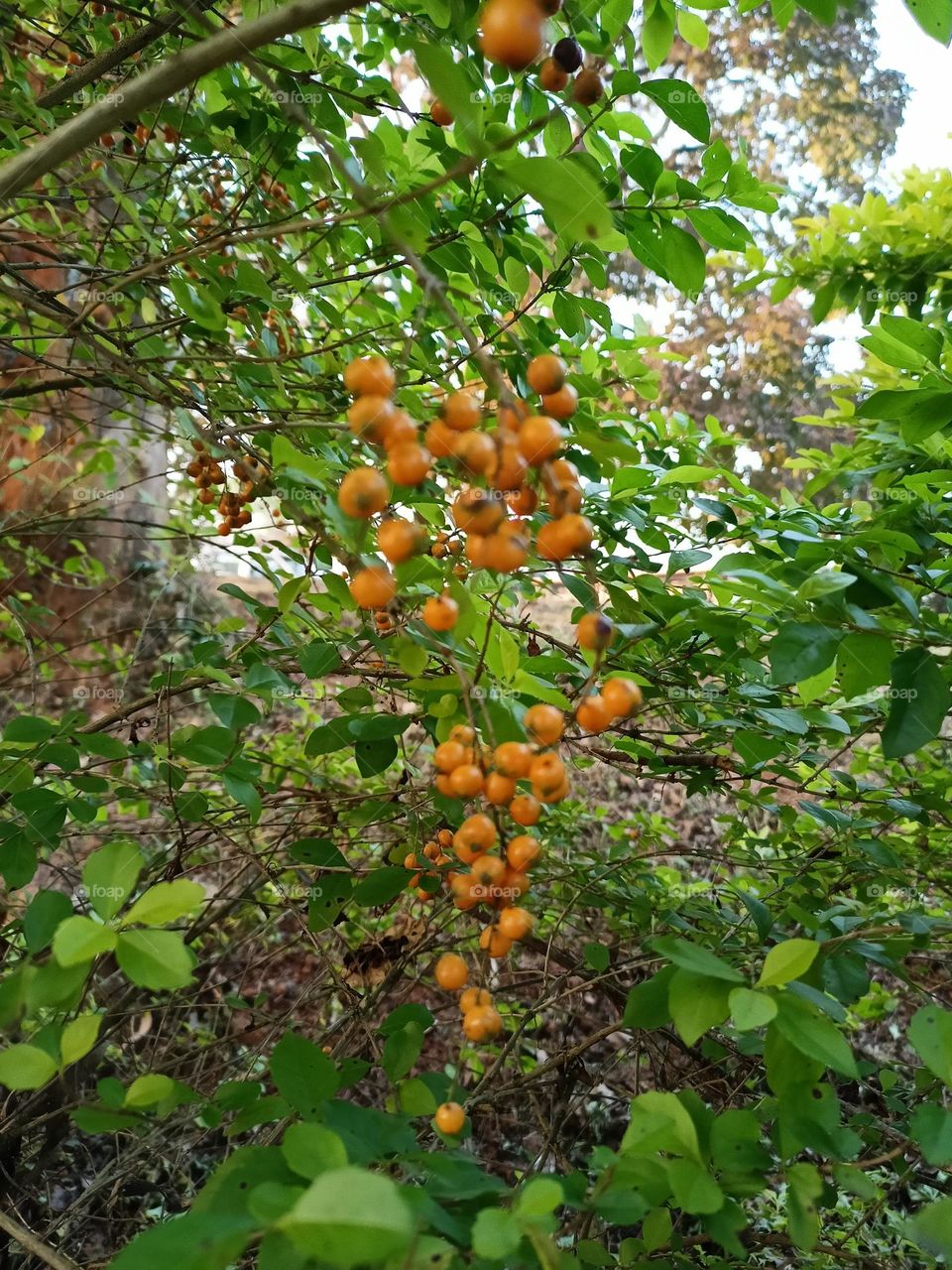 fruit