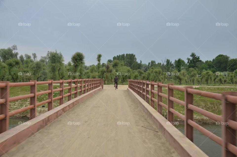 Landscape, Fence, Tree, Wood, No Person