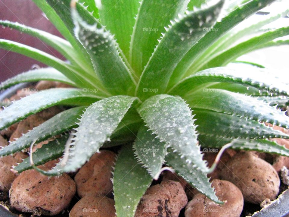 Aloe vera in the pot with stones 