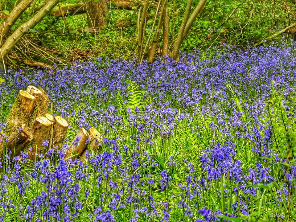 Display of bluebells and ferns in Hill House Woods, West Bergholt, Colchester