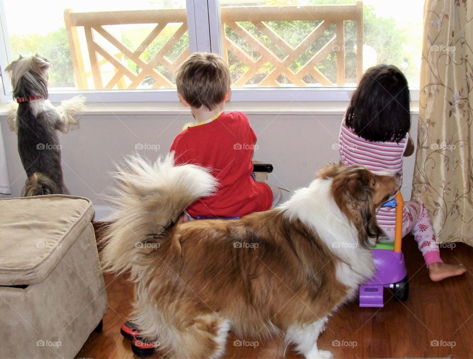 Brother and sister along with the family dogs playing by the window