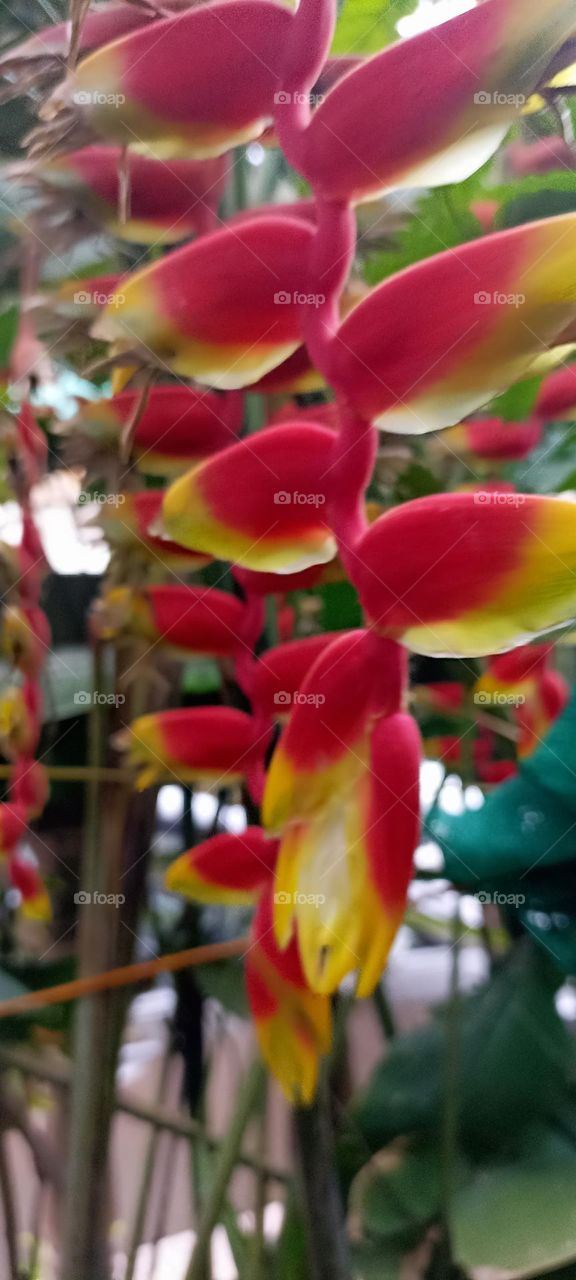 fasle birds of paradise's scientific name is heliconia  rostrata in my garden from the last six years.spred very fast