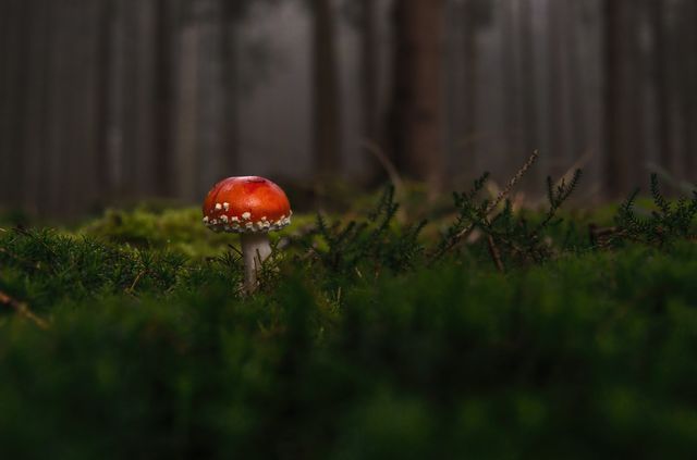 Mushroom with a red cap