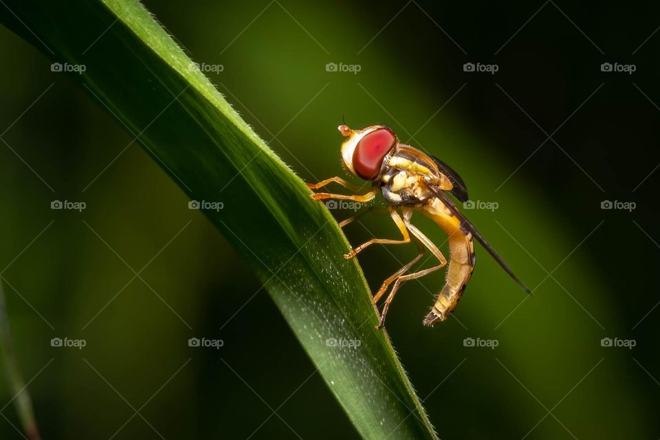 Profile view of a Maize Calligrapher (Toxomerus politus). 