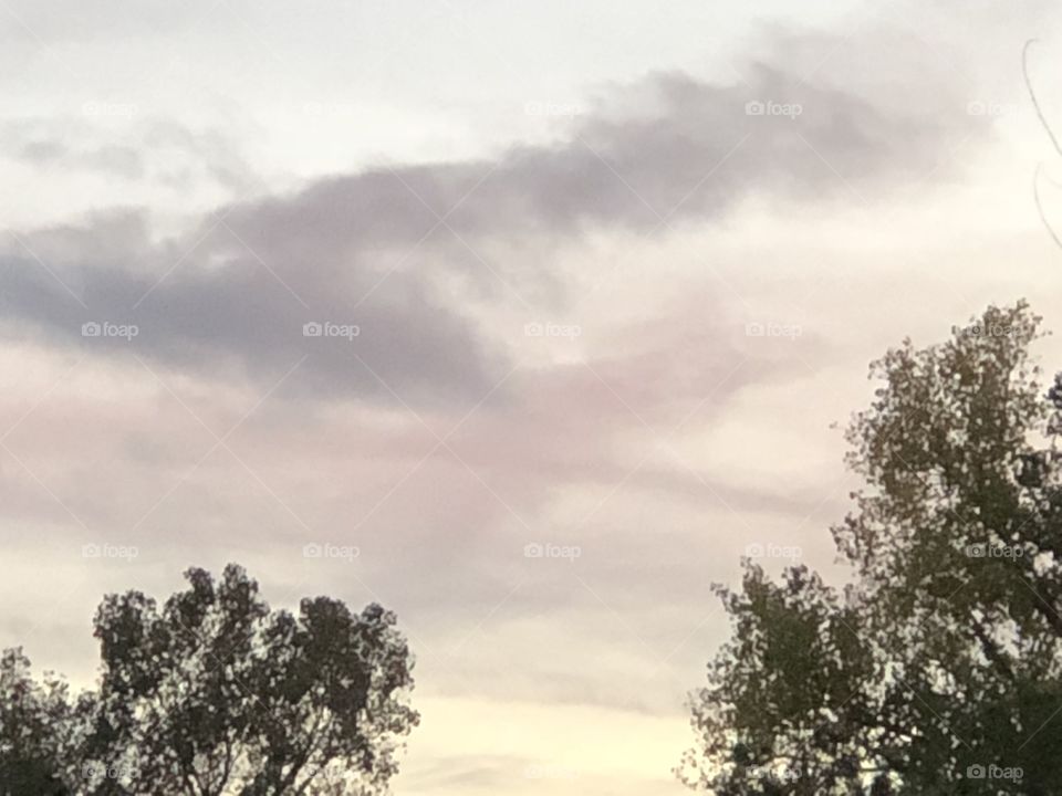 Pretty evening sky and tops of trees