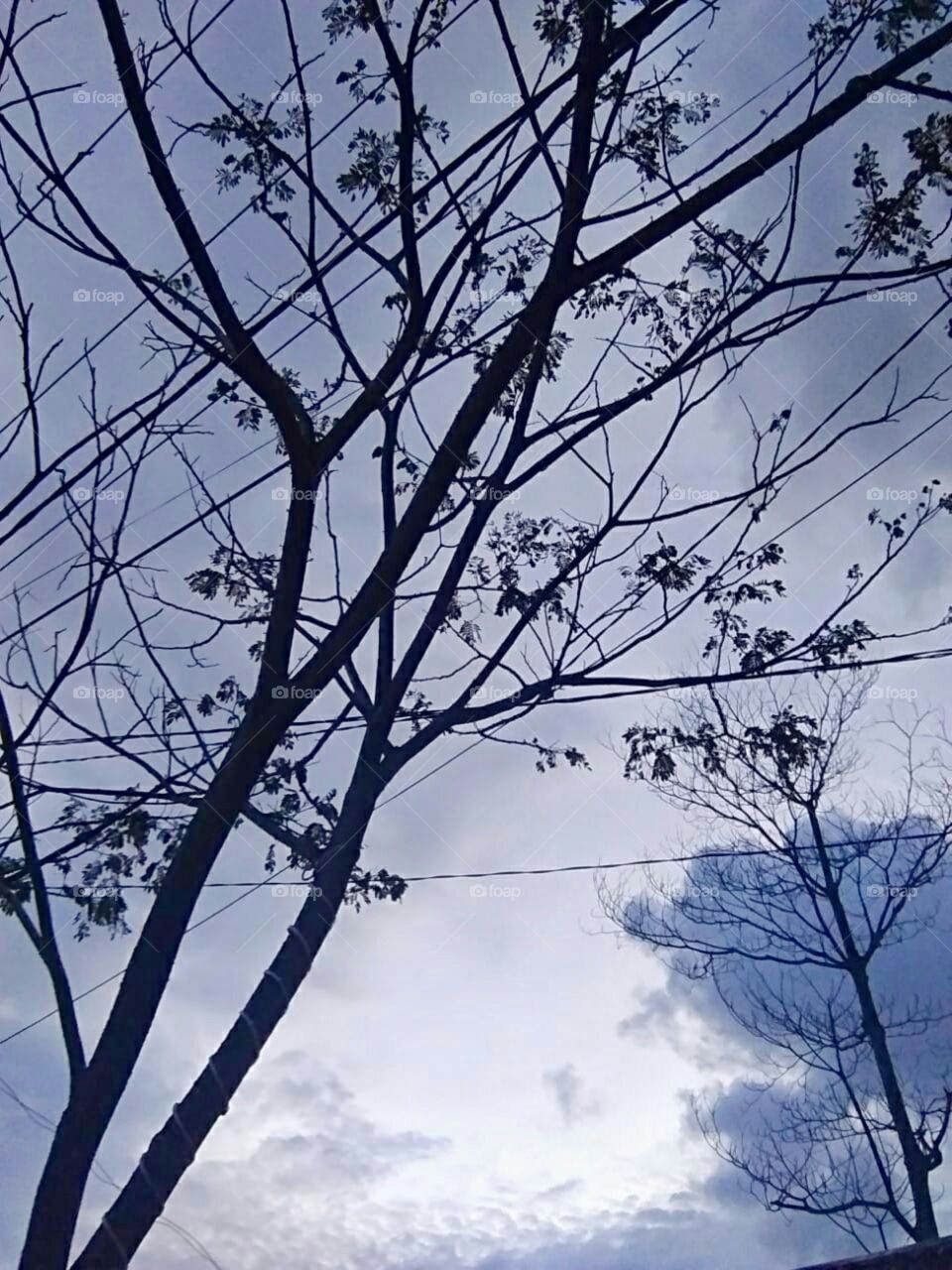 tree & sky