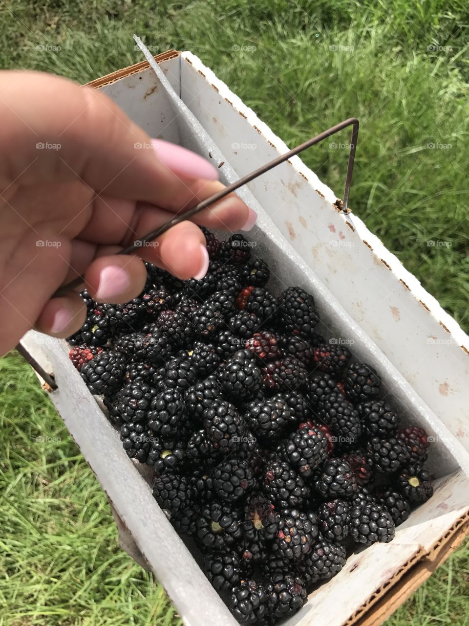 Black berry picking

