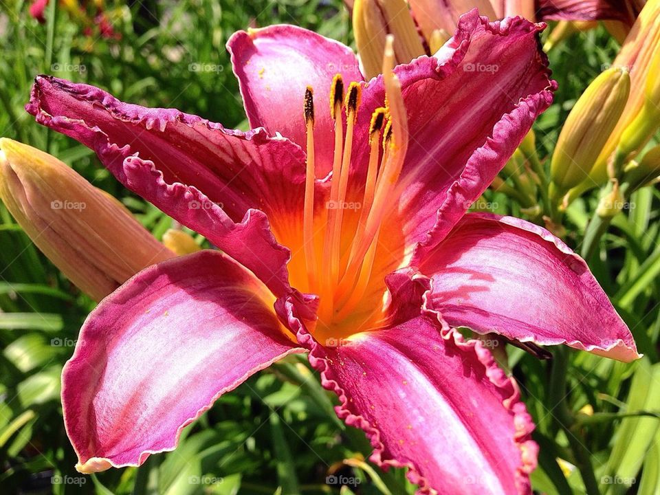 Asiatic Lily