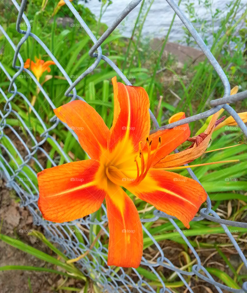 Nature, Flower, Flora, Summer, Garden