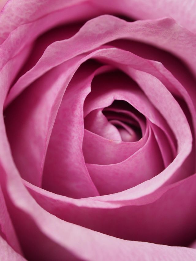 pink flowers