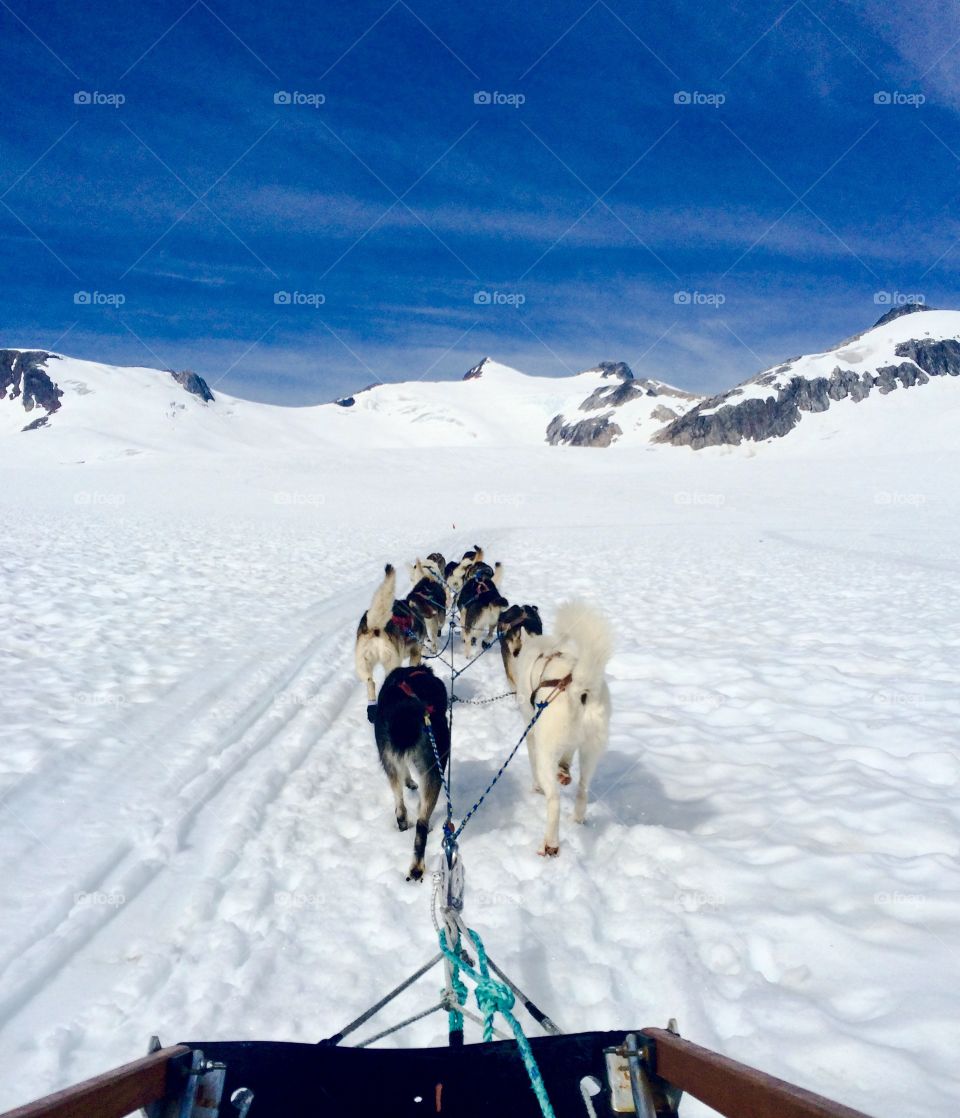 Alaskan Dog Sledding

