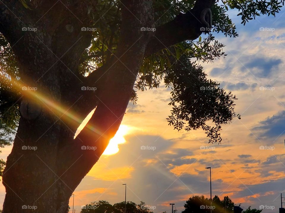 sunset tree