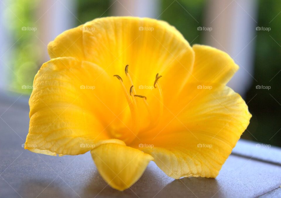 Gorgeous yellow flower. 