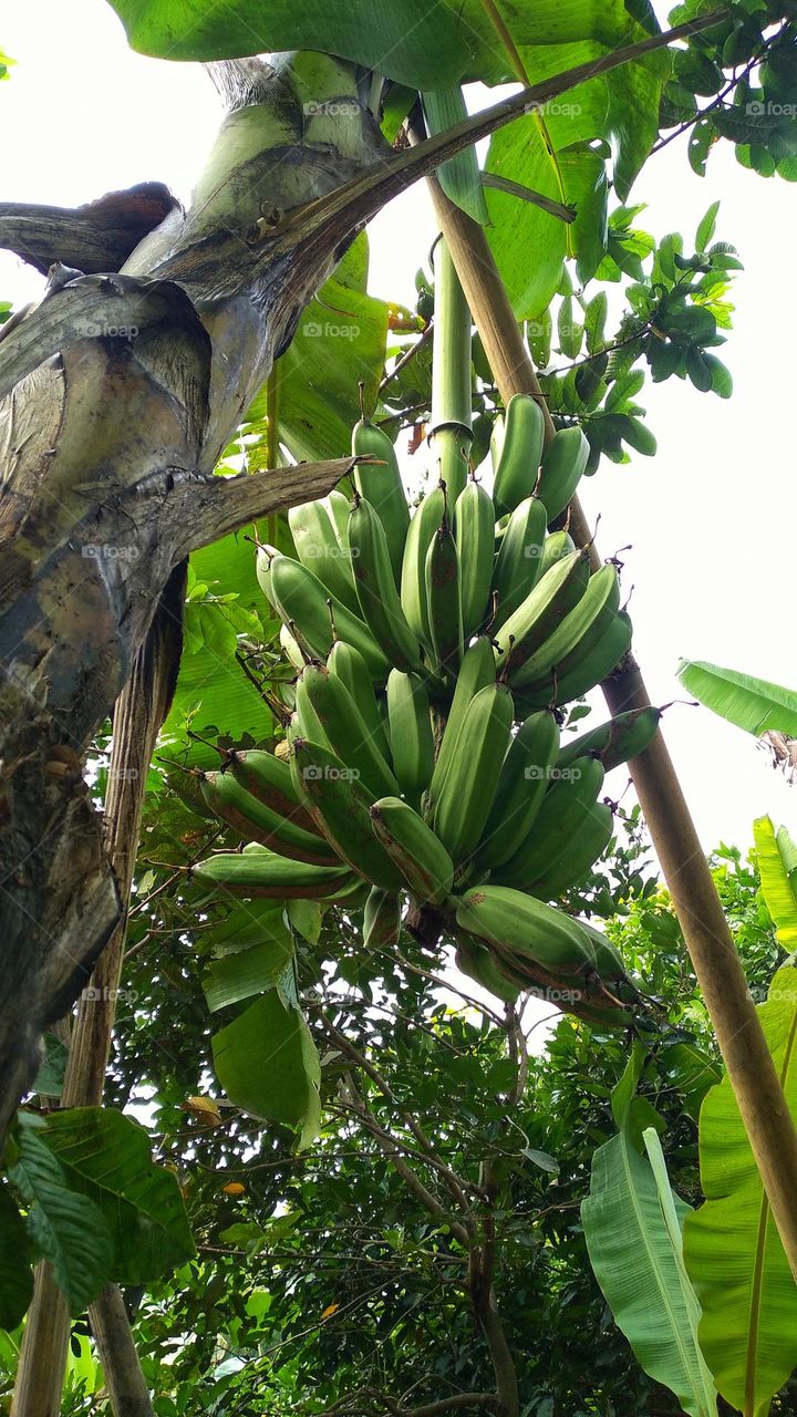 Banana tree that thrives and bears fruit that is ready to be harvested