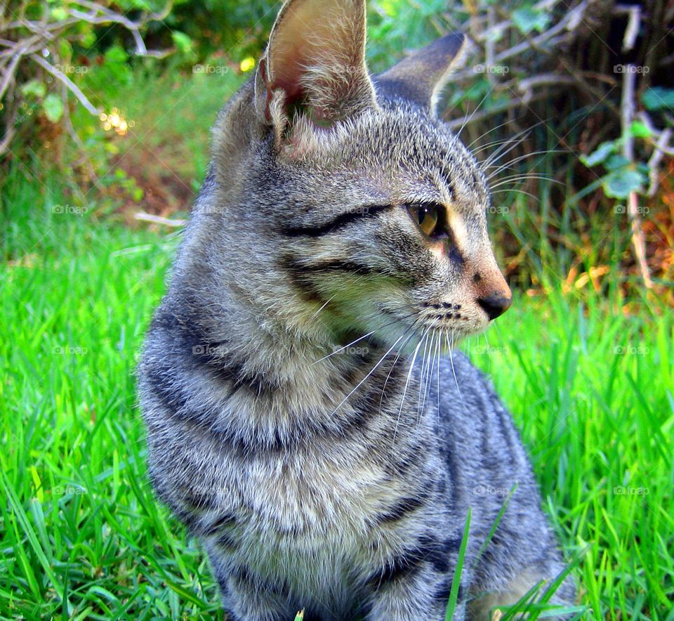 Cute small cat profile image close up shooting amazing wildlife beautiful nature therapy summer feeling best buddies