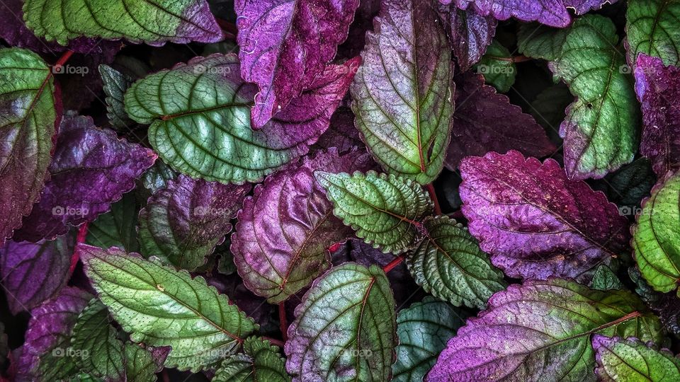 beautiful leaves