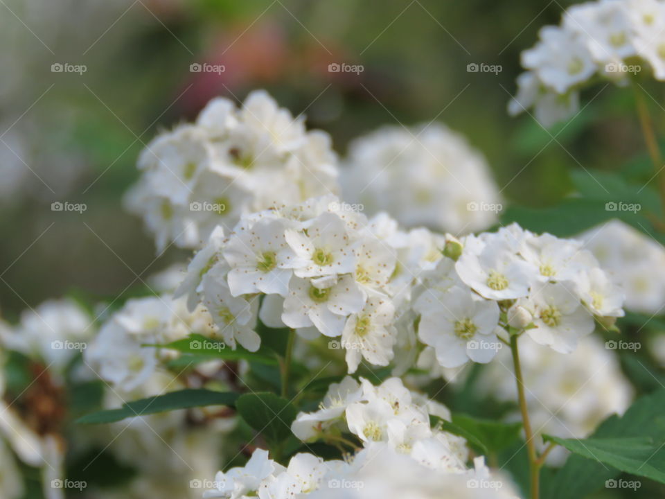 Spirea