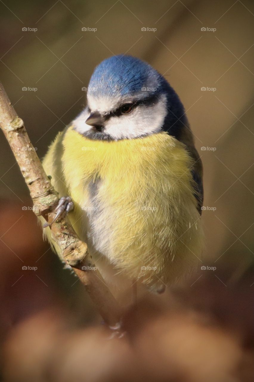 Blue tit