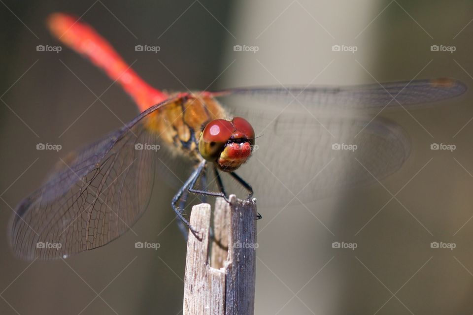 Close-up of red dragonfly