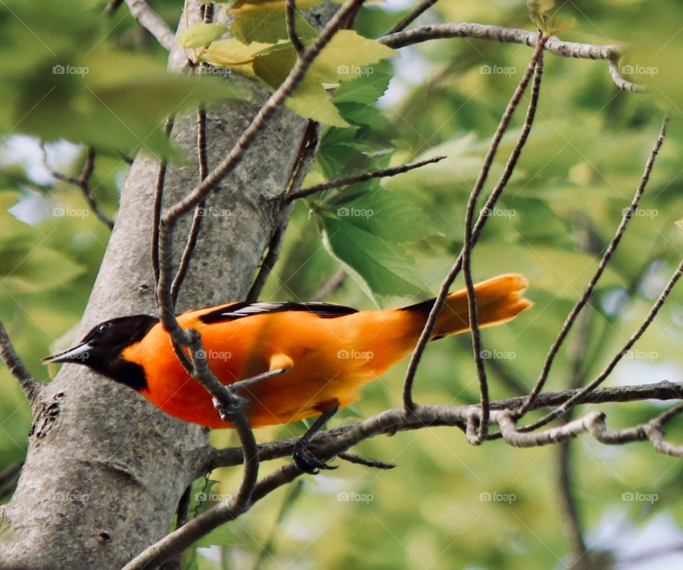 Baltimore Oriole found on a Connecticut trail