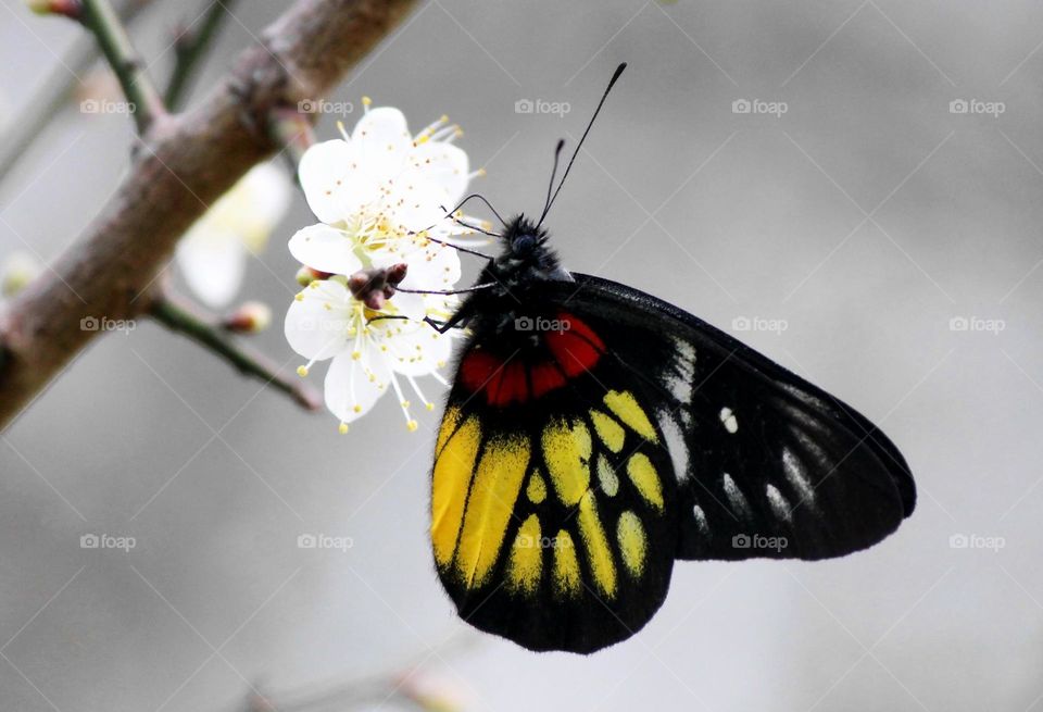 Beautiful and cute butterfly