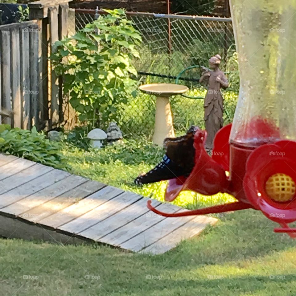 Red Hummingbird Feeder with young bird drinking nectar, garden in background.