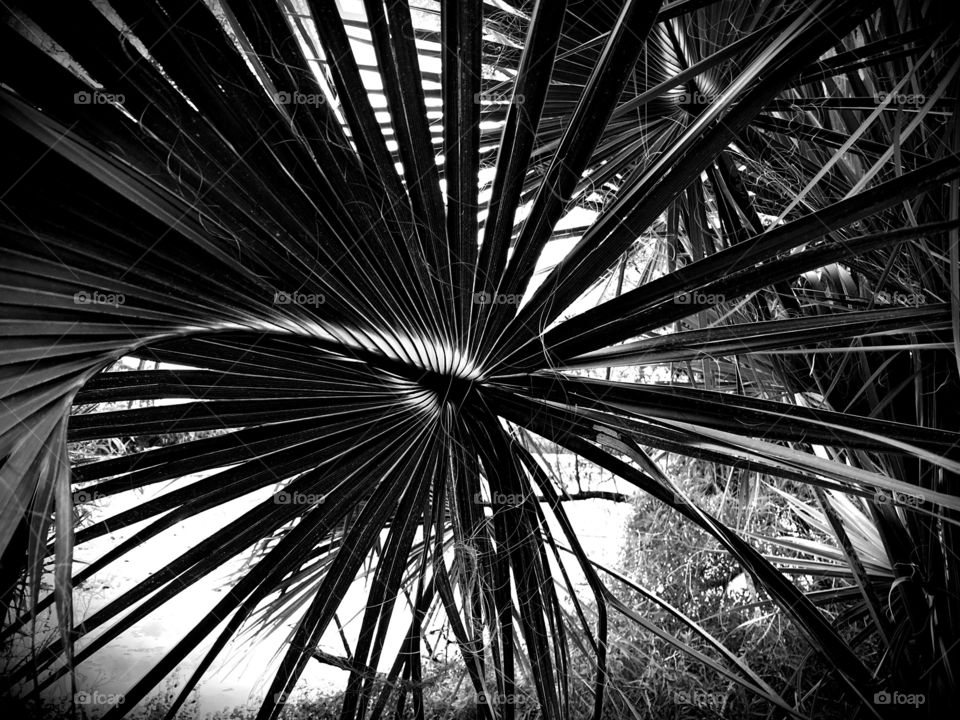 Sunlight behind the frond of a palm tree.